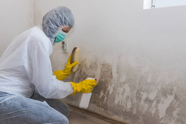 Best Mold Damage Repair  in West Point, KY