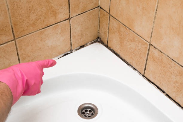 Best Toxic Mold Removal  in West Point, KY